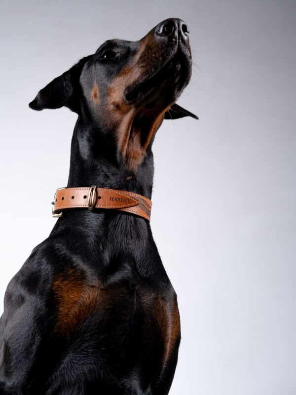 FLAMES-handcrafted-dog-collar_